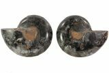 Split Black/Orange Ammonite Pair - Anapuzosia? #74094-1